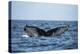 Humpback Whale, Sardine Run, Eastern Cape, South Africa-Pete Oxford-Premier Image Canvas