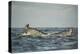 Humpback Whale, Sardine Run, Eastern Cape, South Africa-Pete Oxford-Premier Image Canvas