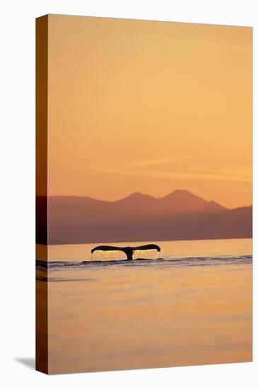 Humpback Whale Surfacing at Sunset-null-Premier Image Canvas