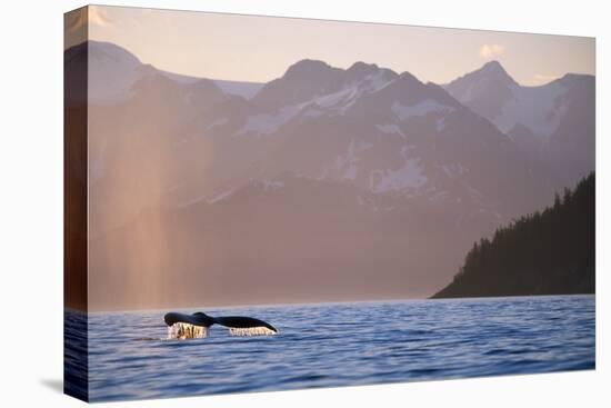 Humpback Whale Surfacing in Aialik Bay-null-Premier Image Canvas