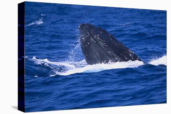 Humpback Whale Surfacing in the Ocean-DLILLC-Premier Image Canvas