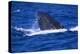 Humpback Whale Surfacing in the Ocean-DLILLC-Premier Image Canvas