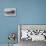 Humpback whale surfacing, rostrum above surface, Bay of Fundy, New Brunswick, Canada-Nick Hawkins-Premier Image Canvas displayed on a wall