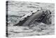 Humpback whale surfacing, rostrum above surface, Bay of Fundy, New Brunswick, Canada-Nick Hawkins-Premier Image Canvas