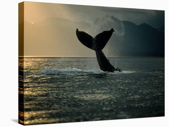 Humpback Whale Tail at Sunset-Stuart Westmorland-Premier Image Canvas