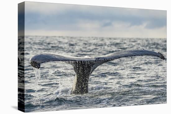 Humpback whale tail fluke above water, Bay of Fundy, New Brunswick, Canada-Nick Hawkins-Premier Image Canvas