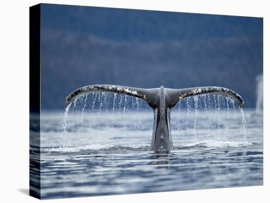 Humpback Whale Tail While Diving in Frederick Sound, Tongass National Forest, Alaska, Usa-Paul Souders-Premier Image Canvas