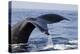 Humpback Whale Tail-Michele Westmorland-Premier Image Canvas