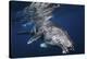 Humpback Whale-Barathieu Gabriel-Stretched Canvas