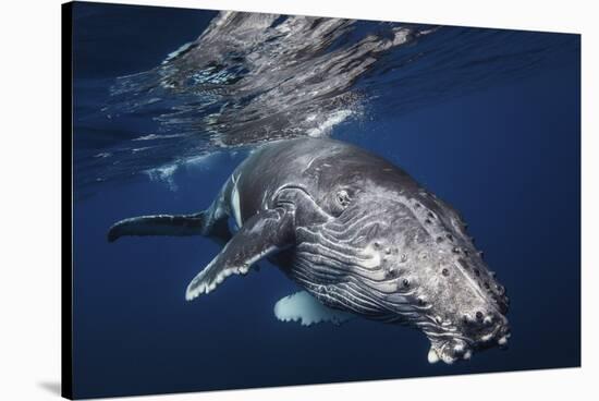 Humpback Whale-Barathieu Gabriel-Stretched Canvas