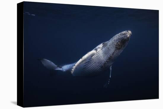 Humpback Whale-Barathieu Gabriel-Stretched Canvas