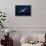 Humpback Whale-Barathieu Gabriel-Stretched Canvas displayed on a wall