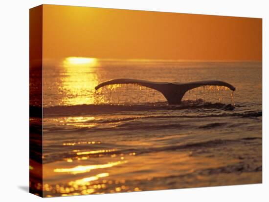 Humpback Whale-Amos Nachoum-Premier Image Canvas