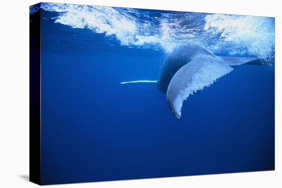 Humpback Whale-DLILLC-Premier Image Canvas