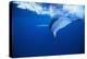 Humpback Whale-DLILLC-Premier Image Canvas