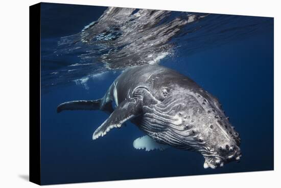 Humpback Whale-Barathieu Gabriel-Premier Image Canvas