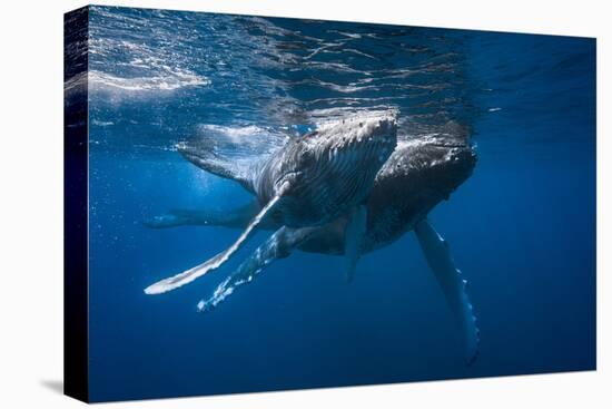 Humpback Whale-Barathieu Gabriel-Premier Image Canvas