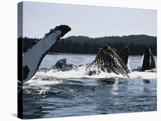 Humpback Whales, Frederick Sound, Alaska, USA-Stuart Westmoreland-Premier Image Canvas