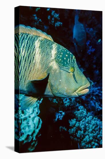 Humphead Wrasse with Soft Corals at Elphinstone Reef, Red Sea, Egypt-Ali Kabas-Premier Image Canvas