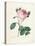 Hundred-Leaved Rose, from 'Choix Des Plus Belles Fleurs Et Des Plus Beaux Fruits', Vol. I, 1827-33-Pierre-Joseph Redouté-Premier Image Canvas