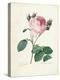 Hundred-Leaved Rose, from 'Choix Des Plus Belles Fleurs Et Des Plus Beaux Fruits', Vol. I, 1827-33-Pierre-Joseph Redouté-Premier Image Canvas