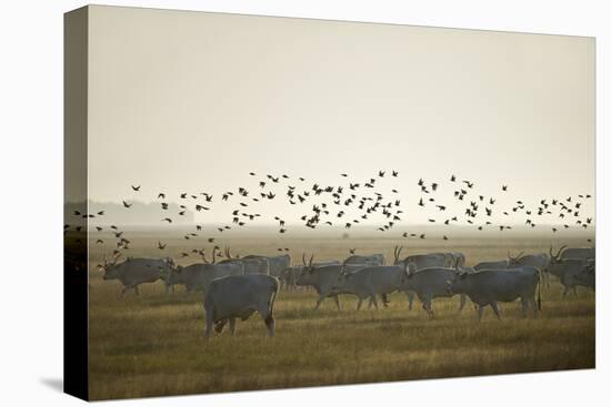 Hungarian Grey Cattle (Bos Primigenius Taurus Hungaricus) with European Starlings Overhead, Hungary-Radisics-Premier Image Canvas