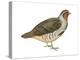 Hungarian Partridge (Perdix Perdix), Birds-Encyclopaedia Britannica-Stretched Canvas