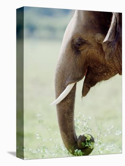 Hungry Elephant-null-Premier Image Canvas
