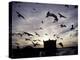 Hungry Seagulls Silhouetted Againt the Sunset in the Harbour at Essaouira, Morocco-Fergus Kennedy-Premier Image Canvas