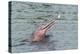 Hunting Amazon River Dolphin (Pink Amazon Dolphin) (Inia Geoffrensis), Brazil-G&M Therin-Weise-Premier Image Canvas