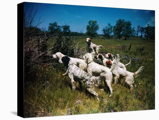 Hunting Dogs on Point-null-Premier Image Canvas