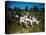 Hunting Dogs on Point-null-Premier Image Canvas