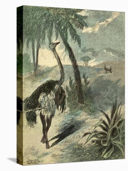 Hunting Ostrich-Oswald Levens-Stretched Canvas