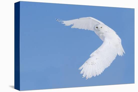 Hunting Snowy Owl-Mircea Costina-Stretched Canvas