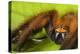 Huntsman spider (Megaloremmius leo)  Andasibe, Madagascar. Endemic species-Emanuele Biggi-Premier Image Canvas