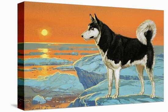 Husky Dog-Angus Mcbride-Premier Image Canvas