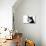 Husky Portrait-melis-Premier Image Canvas displayed on a wall