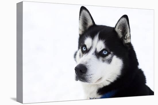 Husky Portrait-melis-Premier Image Canvas