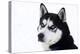 Husky Portrait-melis-Premier Image Canvas