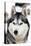 Husky Portrait-melis-Premier Image Canvas