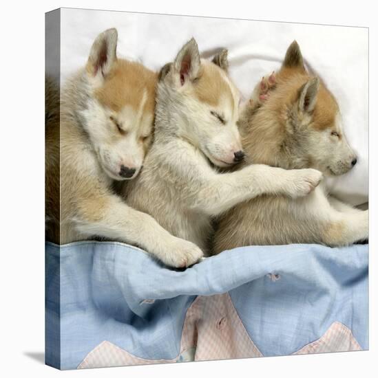 Husky Puppies (7 Weeks Old) Asleep in Bed-null-Premier Image Canvas