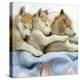 Husky Puppies (7 Weeks Old) Asleep in Bed-null-Premier Image Canvas