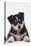Husky Puppy-DLILLC-Premier Image Canvas