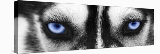 Husky-PhotoINC Studio-Stretched Canvas