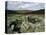 Hut Foundations, Grimspound Enclosure, Dartmoor, Devon, England, United Kingdom-Adam Woolfitt-Premier Image Canvas