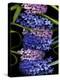 Hyacinth 2-Magda Indigo-Premier Image Canvas