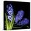 Hyacinth 3-Magda Indigo-Stretched Canvas