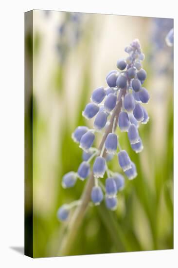Hyacinth, Blossoms, Blur-Nikky Maier-Premier Image Canvas