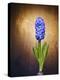 Hyacinth, Flower, Blossom, Plant, Still Life, Blue, Brown, Sepia, Bulb-Axel Killian-Premier Image Canvas