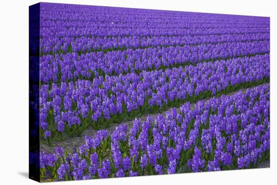 Hyacinth Flower Fields in Famous Lisse, Holland-Anna Miller-Premier Image Canvas